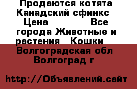 Продаются котята Канадский сфинкс › Цена ­ 15 000 - Все города Животные и растения » Кошки   . Волгоградская обл.,Волгоград г.